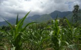 Maize growing in Malawi