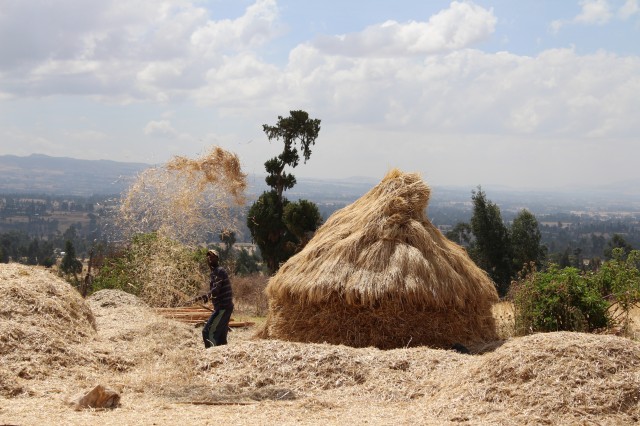 Farmer threshing in Ethiopia