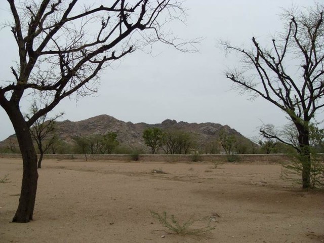 Rajasthan trees