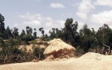 Malt barley piled in a field, Oromia, Ethiopia