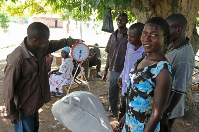 Weighing crops in Oyam, Uganda
