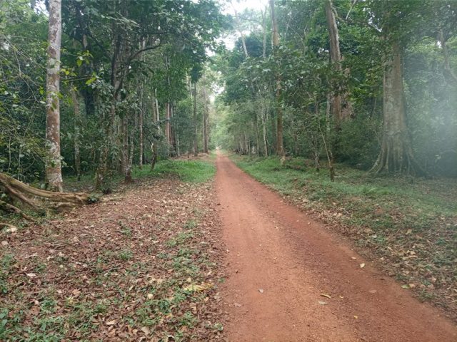 Budongo forest Uganda